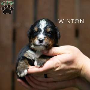 Winton, Bernese Mountain Dog Puppy